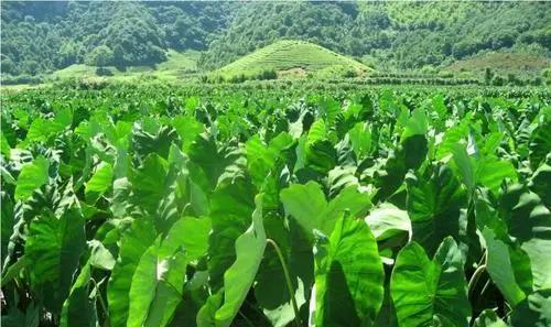 提高芋头产量的种植技术与管理方法（从育苗到采收）
