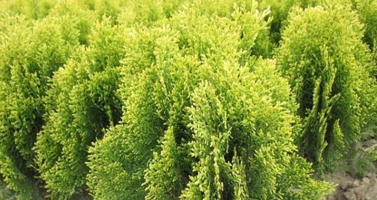 芋艿成熟期及采摘技巧（掌握芋艿成熟期）