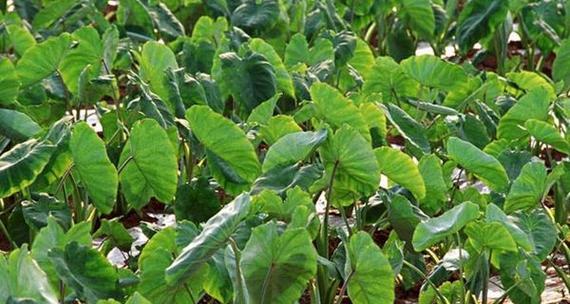芋艿是草本植物吗（从形态）