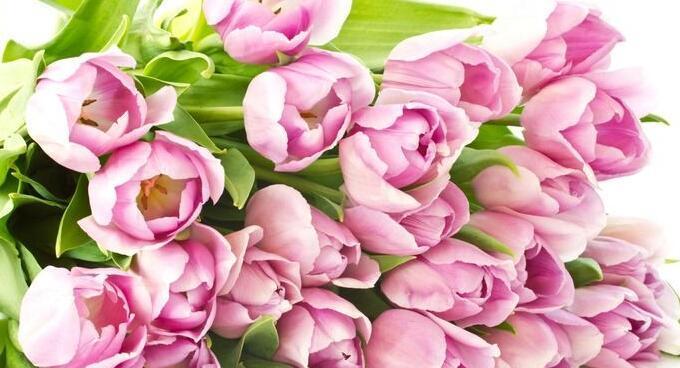 郁金香的花语与象征（浪漫）