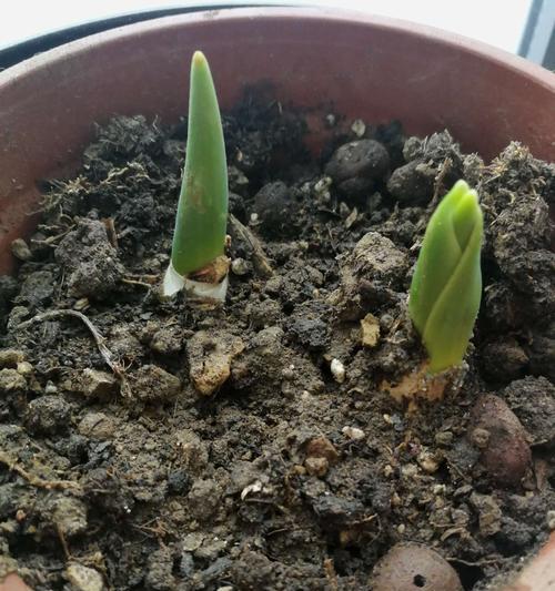 郁金香的生长过程（从种植到开花）