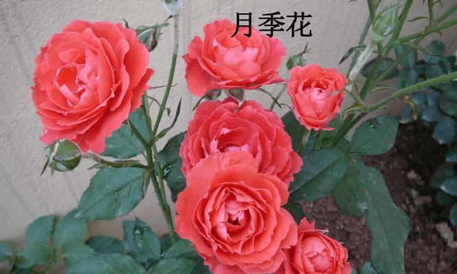 郁金香的生长习性特点及生长过程特性（探秘郁金香的生长过程）