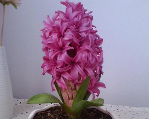 郁金香花谢后的养护方法（让郁金香绽放更长久）