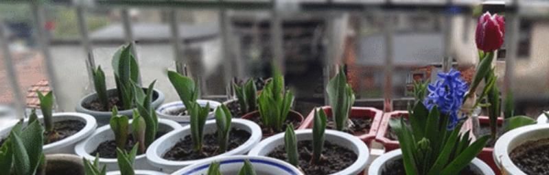 郁金香的种植技巧——配土方法与土壤选择