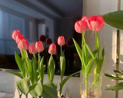 如何正确地水养郁金香鲜花