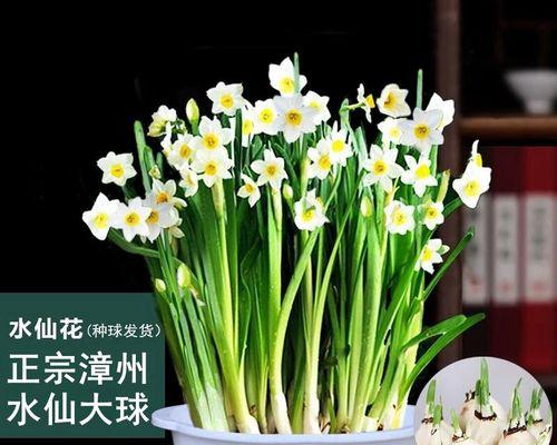郁金香的水养之道（掌握这些技巧让您的郁金香更加妖娆）