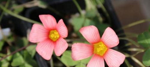 用植物演绎爱情（在花间感受爱意）