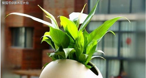 招财植物大全（十二种寓意招财的植物与养护技巧）