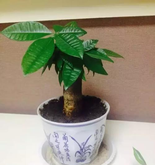 招财植物大全（十二种寓意招财的植物与养护技巧）