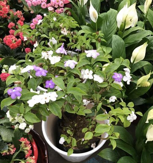 鸳鸯茉莉开花规律剖析（解密鸳鸯茉莉的开花周期和关键影响因素）