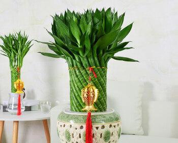 元宝花盆适合种植哪些花（选择合适的花种）