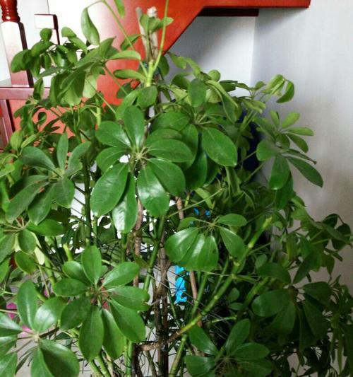 元宝树为什么掉叶子（解读元宝树掉叶子的原因和应对方法）