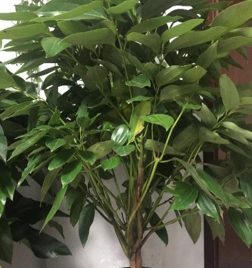 元宝树是否会开花（开花的兆头和花期）