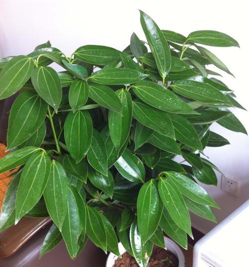 元宝树是否会开花（开花的兆头和花期）