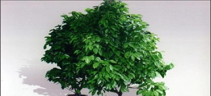 元宝树养护指南（让你的元宝树健康成长）