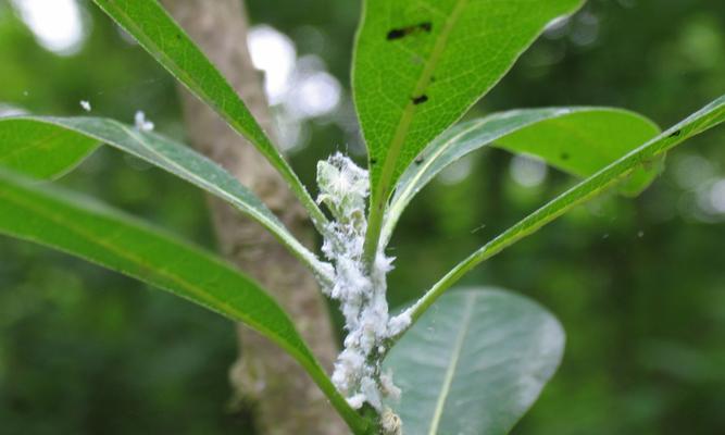 园艺植物病虫害防治技术与方法（掌握科学防治方法）