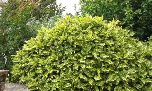 园艺植物大全（种类）