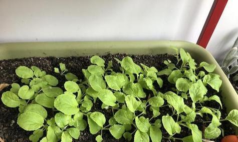 种植圆白菜的最佳时间（选择合适的月份）