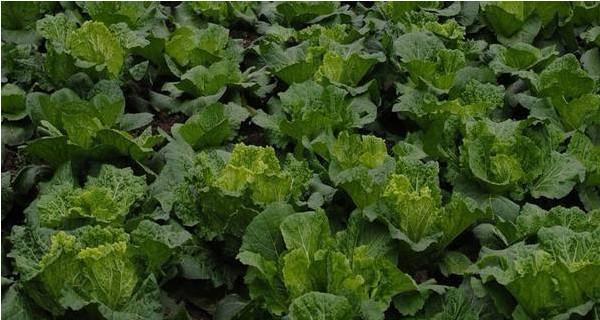 圆白菜种子的获取方法及种植技巧（从种植到收割）