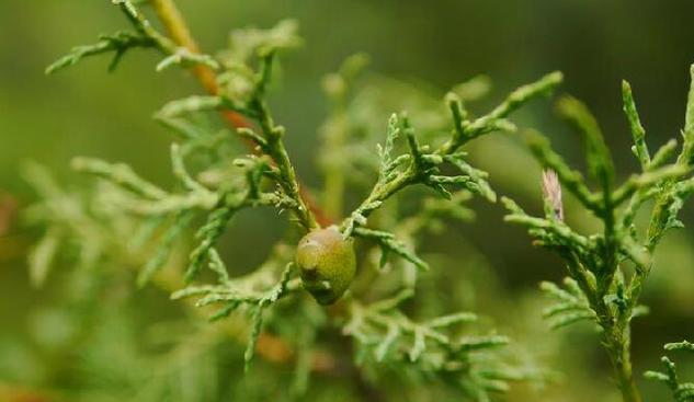 圆柏是一种什么类型的植物（揭开圆柏的植物类型之谜）