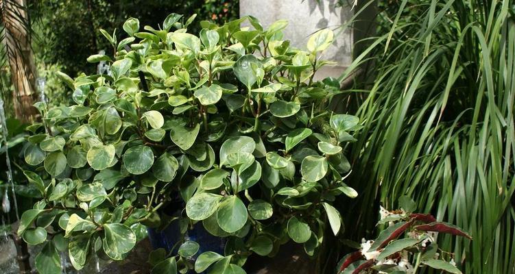 探秘神奇的圆叶椒草（从命名、特征到栽培）