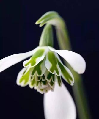 雪莲花的花语与意义（白色纯洁）