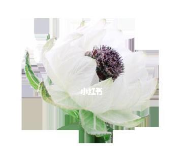 雪莲花的花语与意义（白色纯洁）