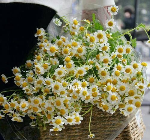 洋甘菊花语与寓意（解读洋甘菊的15种花语）