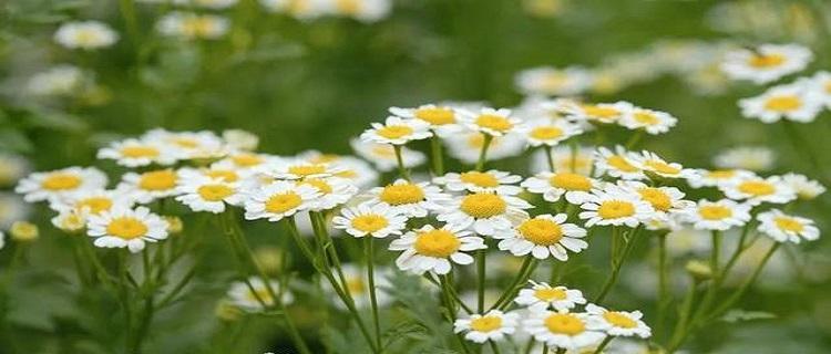 洋甘菊花语（洋甘菊花语的深层意义与象征）