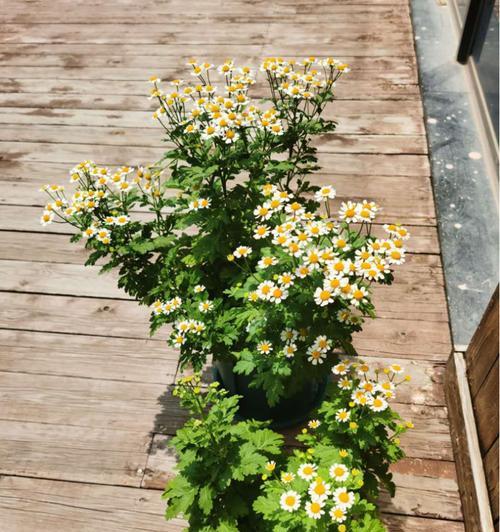 洋甘菊的浪漫花语（洋甘菊的花语及其象征意义）