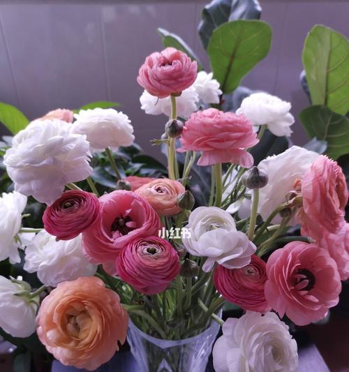 洋牡丹花语之美——花开寓意的深刻剖析（探寻洋牡丹花语的涵义和文化内涵）