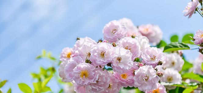 野蔷薇花语与意义（探寻野蔷薇的花语）