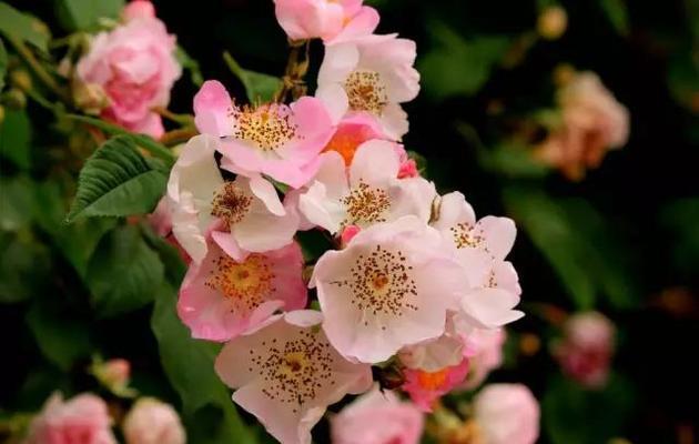 野蔷薇花语与意义（探寻野蔷薇的花语）