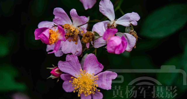 野蔷薇（野蔷薇——生命的奇迹与希望）