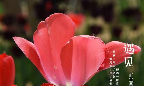 郁金香花语贞操的意义（以野生郁金香为象征）