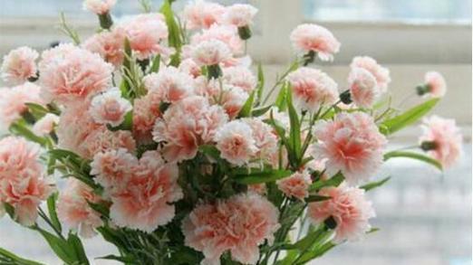 康乃馨之美（一朵康乃馨的芳香）
