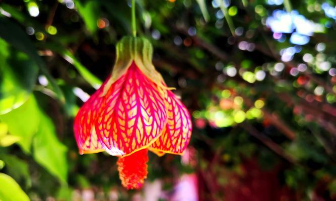 依米花——爱与希望的象征（探寻依米花的文化内涵与象征意义）