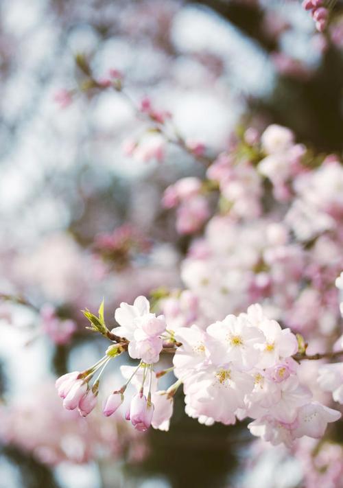 樱花的花语和传说（樱花的传奇和深意）