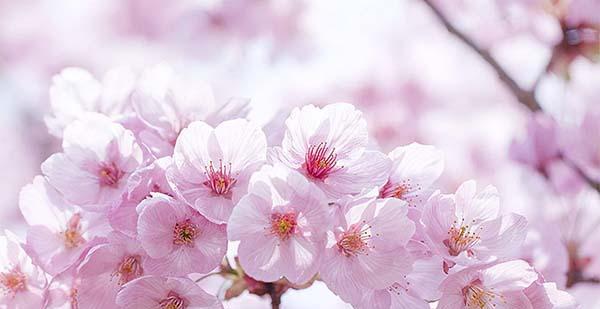 日本樱花的花语（探秘樱花花语的意义与传承）