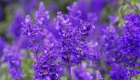 樱水晶的花语与寓意（探秘樱水晶的神秘花语）