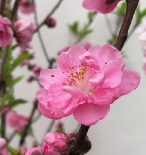 樱桃花的花语及其美丽象征（樱桃花的花语与人们生活的关系）
