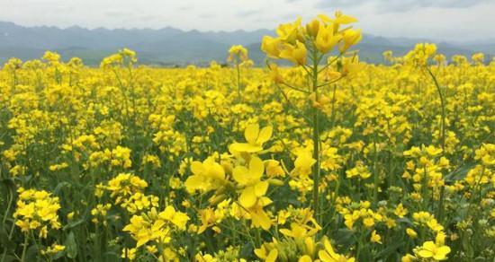油菜花的花语与意义（解读油菜花的花语）