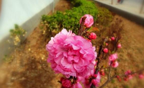 赏析榆叶梅花的美丽与芬芳（榆叶梅花的传世语言及花姿婀娜）