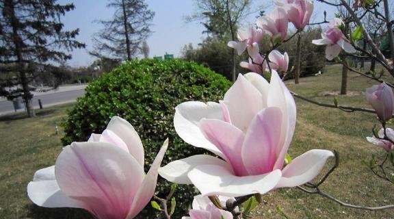 玉兰花的花语与意义（探寻玉兰花的美丽花语）