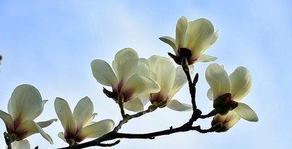 玉兰花花语（唤醒内心的高贵与纯洁）