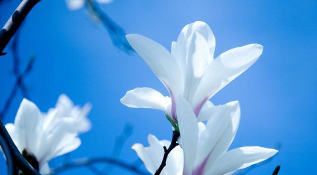 玉兰花的象征意义和寓意是什么（揭秘玉兰花背后的含义与象征）