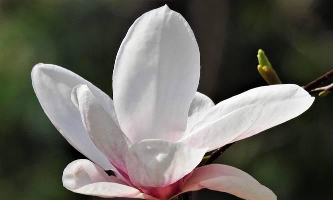 玉兰花寓意与象征的美丽（探寻玉兰花的深刻内涵与意义）