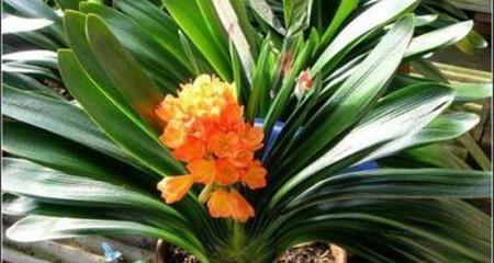 玉树花语（探寻玉树花语的深意与含义）