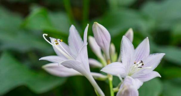 玉簪花寓意深远（绽放春风中的高雅之美）