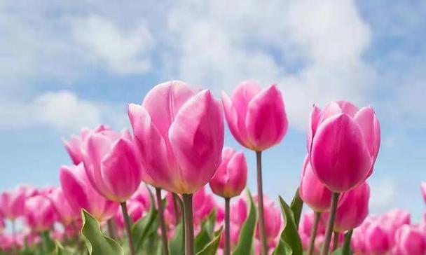 白色郁金香的花语与寓意（纯洁无瑕的美丽与希望）